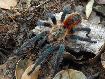 Euathlus sp. 'Tigre Esmeralda' (Chilean Emerald Tiger Tarantula)