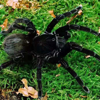 Pamphobeteus sp. 'Tigris' (Midnight Black Birdeater Tarantula) 1-1.5"