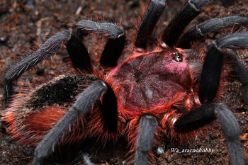 Bumba sp. 'Tapajos' (Tapajos Pink Head Tarantula) about 1.5"