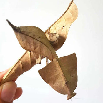 Deroplatys truncata (Triangle Dead Leaf Mantis)