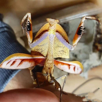 Deroplatys truncata (Triangle Dead Leaf Mantis)