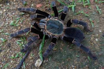 Ornithoctoninae sp "Viridis" (Golden Jade Earth Tiger Tarantula)