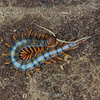 Scolopendra sp. 'White Beard' Centipede 1.5-2" RARE