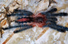 Ybyrapora sooretama, Harlequin Pink Toe tarantula.