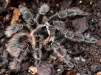 Lasiodora parahybana (Salmon Pink Bird Eater Tarantula) 0.5"