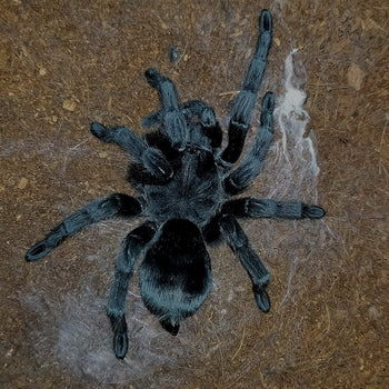 Grammostola pulchra (Brazilian Black Tarantula) 0.75-1" FREE AFTER $500