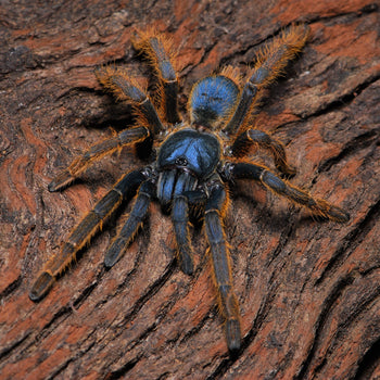 Ornithoctoninae sp "Vietnam Silver" (Silver Earth Tiger Tarantula) 1.5"+ FREE AFTER $300 SPENT