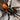 Harpactira chrysogaster Tarantula 0.5"