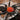 Harmonicon oiapoqueae (French Guianan Red & Black Curtain-web Spider) 0.5"