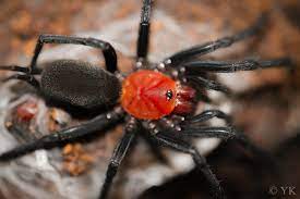 Harmonicon oiapoqueae (French Guianan Red & Black Curtain-web Spider)