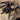 Omothymus violaceopes (Singapore Blue Tarantula) 0.75-1"