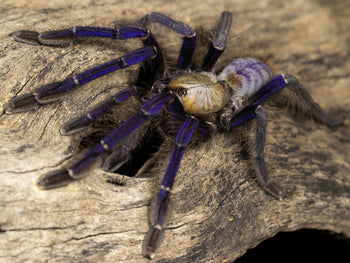 Omothymus violaceopes, Singapore Blue tarantula, 2.5 to 3 inches.