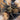 Heterothele villosella (Tanzanian Chestnut Baboon Tarantula) 0.5-0.75"