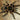 Grammostola pulchripes (Chaco Golden Knee Tarantula) 1.5"