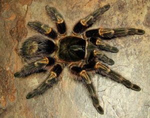 Grammostola pulchripes (Chaco Golden Knee Tarantula) 1-1.5"