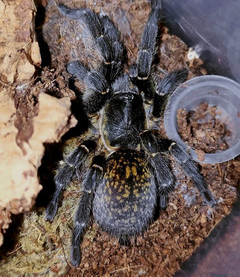 Harpactira sp. Golden Black tarantula, 0.5 inch.