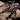 Poecilotheria regalis (Indian Ornamental Tarantula)