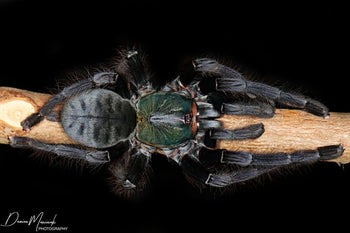 Omothymus sp. 'Valhalla' (Emerald Shadow Tree Spider) 0.75-1"