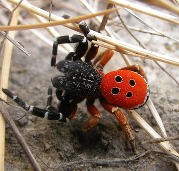 Eresus sp. Cinnaberinus
