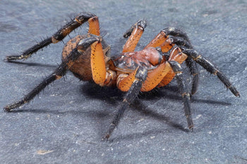 Liphistius yangae, Thailand Orange trapdoor spider, 0.25 inch.
