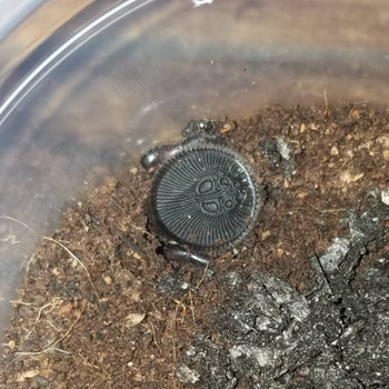 Cyclocosmia Ricketti Trapdoor Spider