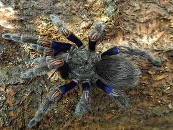 Euathlus truculentus 'blue' (Chilean Blue Beauty Tarantula)