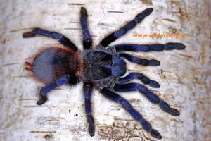 Best Arboreal Tarantulas for Sale | Exotics Unlimited