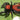 Phidippus apacheanus (Apache Jumping Spider) SubAdult about 0.5"