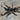 Neoholothele incei (Trinidad Olive Tarantula) 0.5" FREE  AFTER $100 SPENT