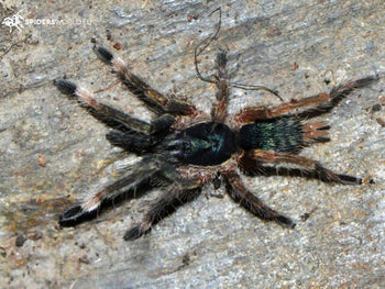Neoholothele incei (Trinidad Olive Tarantula) 0.5" FREE  AFTER $100 SPENT