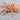 Neoholothele incei  (Trinidad Gold Morph Tarantula) 2.5" FEMALE