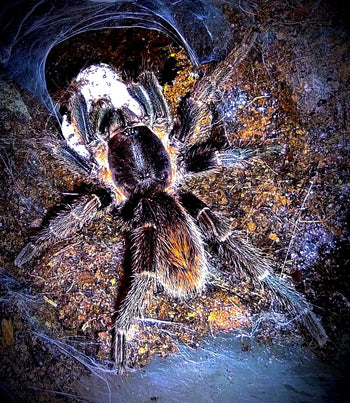 Homoeomma peruvianum Tarantula