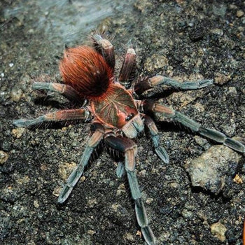 Pamphobeteus sp. aquatica tarantula.