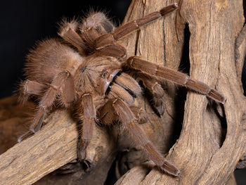 Chilobrachys huahini, Asian Fawn tarantula, female.