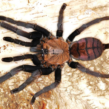 Chilobrachys fimbriatus (Indian Violet Tarantula)