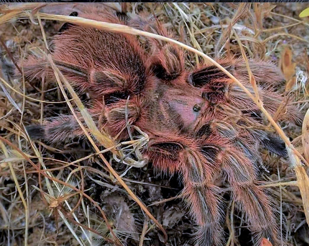 Grammostola rosea (Red Chilean Rose Hair Tarantula)