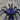 Phormictopus sp. 'Dominican Purple' (Purple Beauty Bird Eater Tarantula) 3.5-4" Male