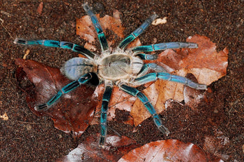 Haplopelma lividium  "green femur" Tarantula