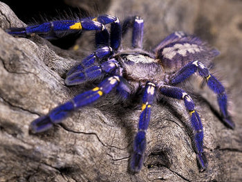 Poecilotheria metallica (Gooty Sapphire Tarantula) 5" MALE