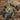 Harpactira marksi (Blue and Gold baboon Tarantula) 0.5"