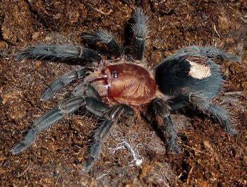 Cyriocosmus sellatus (Peruvian Heart Tarantula) 0.25-0.5"