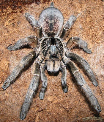 Ceratogyrus marshalli (Straight Horned Baboon Tarantula) 0.5-0.75"