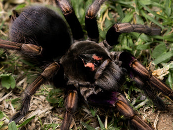 Pamphobeteus ultramarinus, Rainbow Bird Eater tarantula, 3 inches.