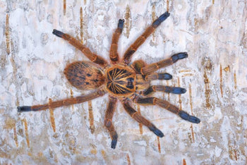Idiothele mira (Bluefoot Trapdoor Baboon Tarantula)