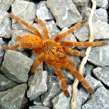Pterinochilus murinus RCF "Usaramba" (OBT, Tarantula) 0.75"  FREE AFTER $150 SPENT