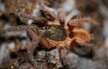 Euthycaelus colonica (Golden Burst Tarantula) 0.25-0.5"