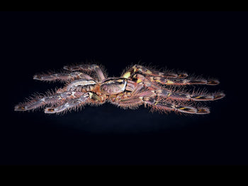 Poecilotheria ornata (Fringed Ornamental Tarantula) 2.5-3" FREE AFTER $200 SPENT (NC ONLY)