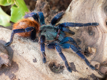 Chromatopelma cyaneopubescens (Green Bottle Blue Tarantula) FEMALE 2-2.5"