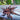Phrixotrichus scrofa (Chilean Red Ocelot Tarantula) 0.5-0.75 PURE LINE
