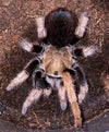 Aphonopelma chalcodes, Arizona Blonde tarantula, Flagstaff Orange locality.